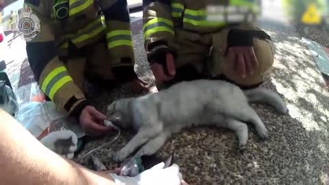 Cat Rescue