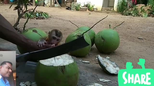 😲❤Supr screaming want coconut juice❤😲