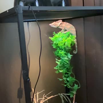 Gump the Chameleon