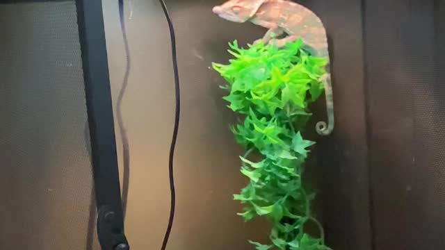 Gump the Chameleon