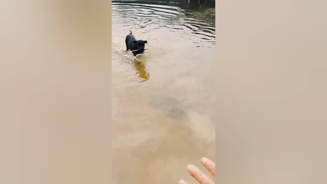 Dogs playing cachorro brincando