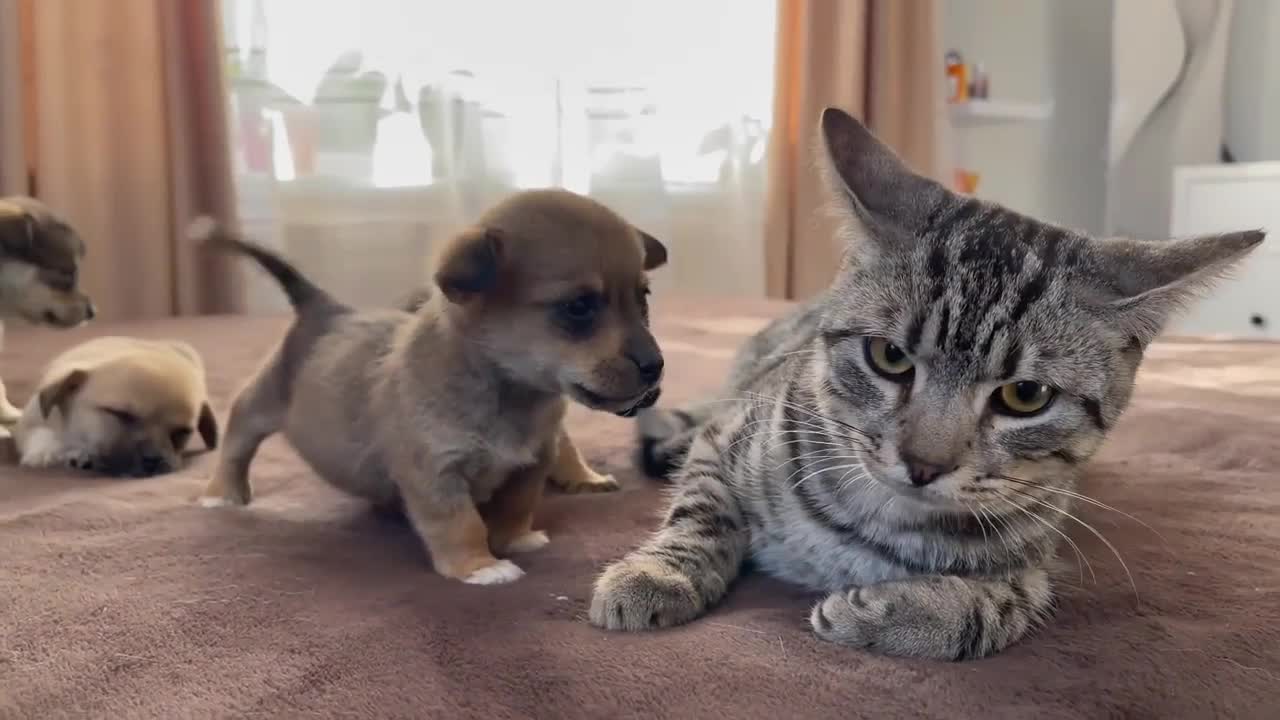 Cat and puppies playing video cat funny videos dog funny video