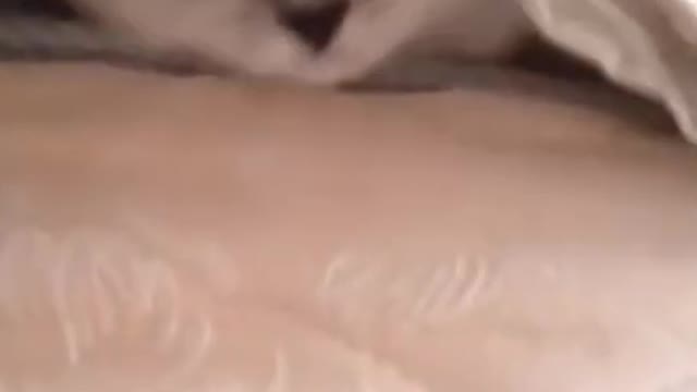 funny cat videos short