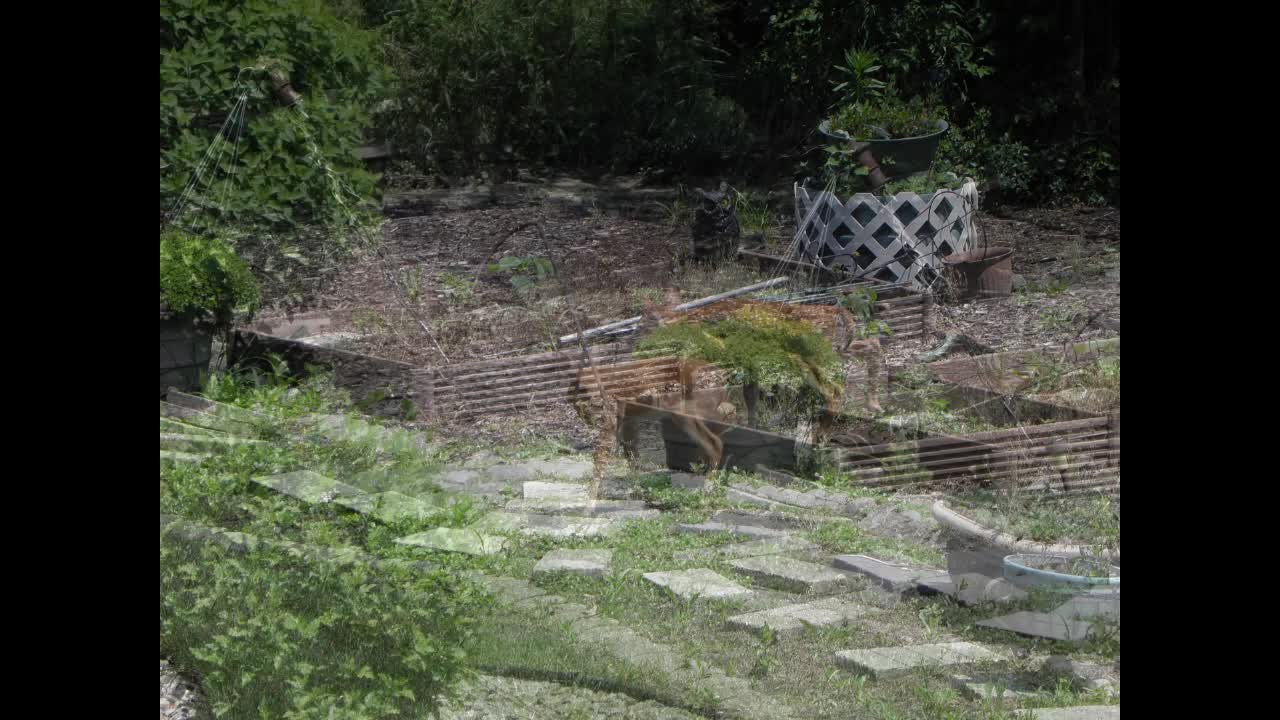 Deer caught on Outside video Cams