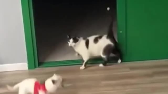 Best Funny animal video 2022
