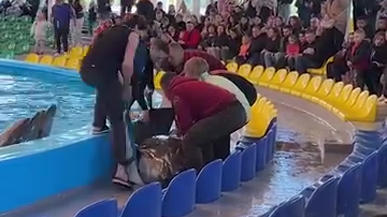 Humanity