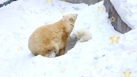 The bear digs the snow and builds a house for the little baby