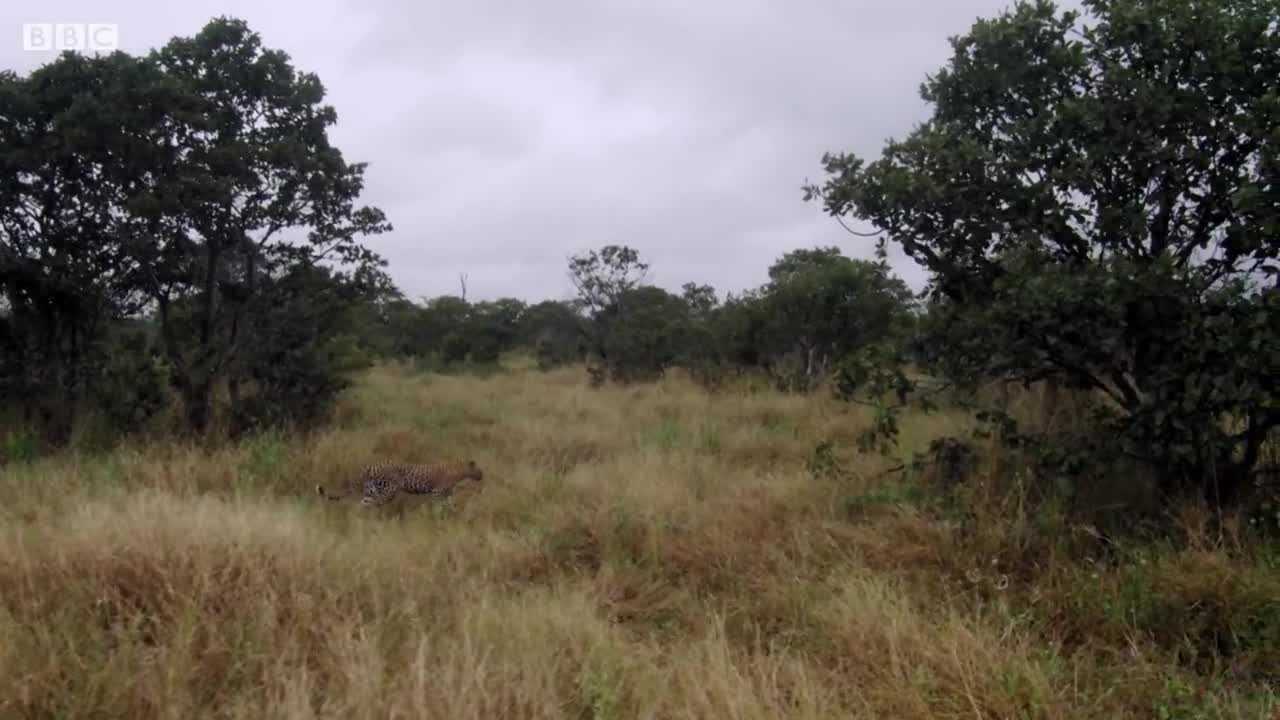 Young Leopard's First Big Kill! | BBC Earth