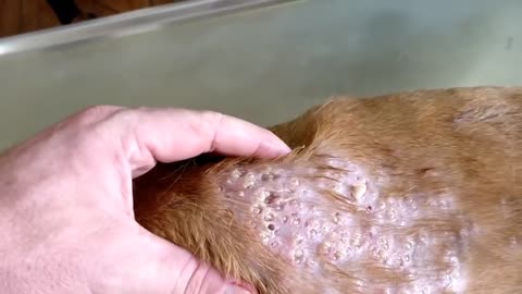 Mangoworms removal! How safe is your Pet?