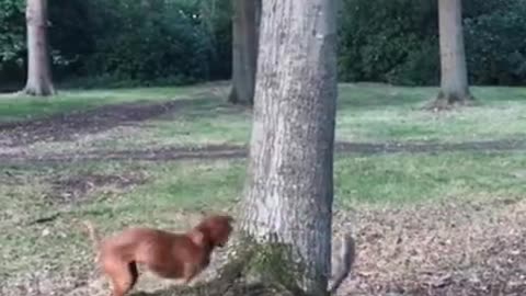 dog vs squirrel 🤣🤣🤣 from tiktok @ukrandom_home #shorts