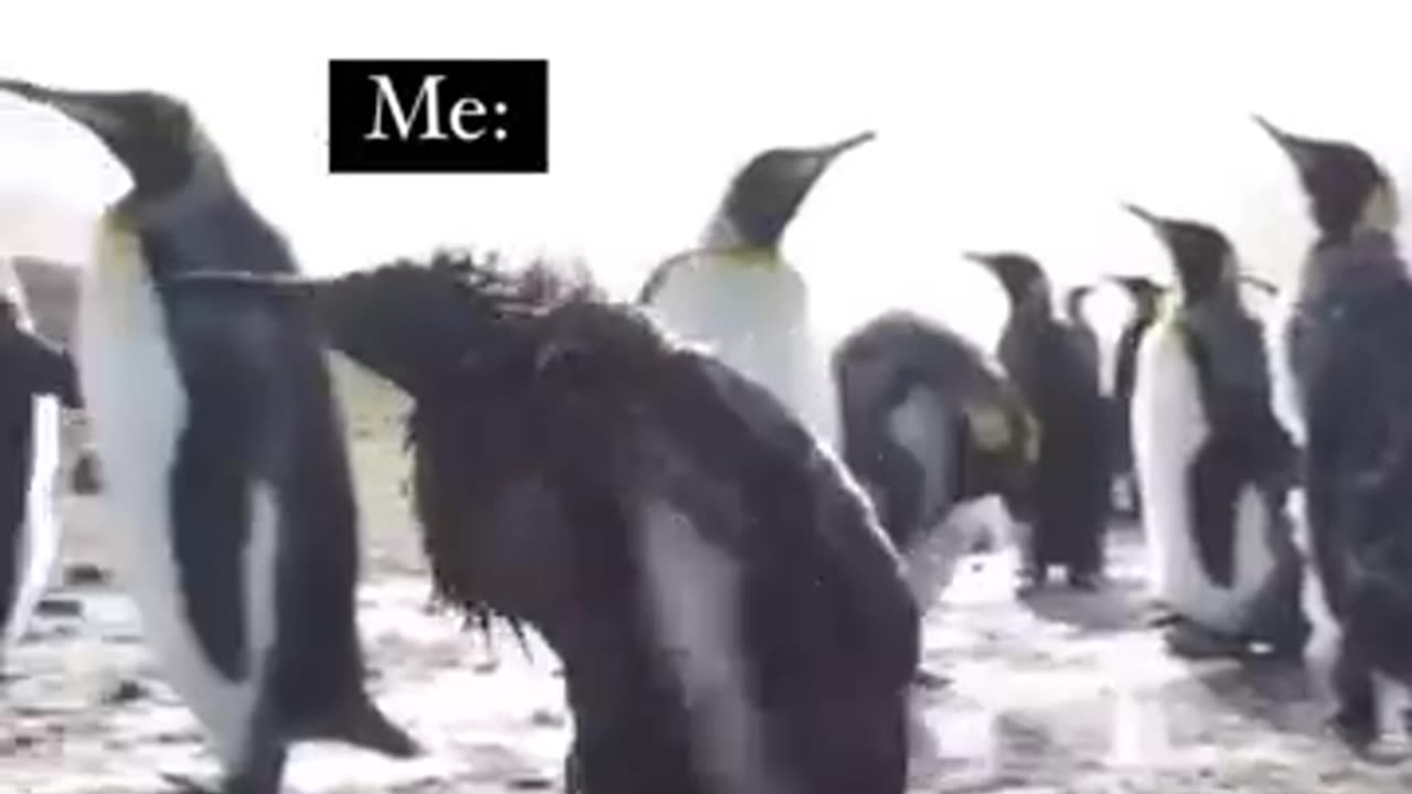 Funny penguin