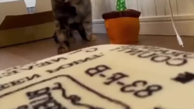 ats #shorts Video😂Wait For Last One🤣_ #trending #animals #reels