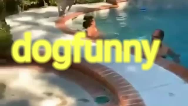 Cutedogfuny