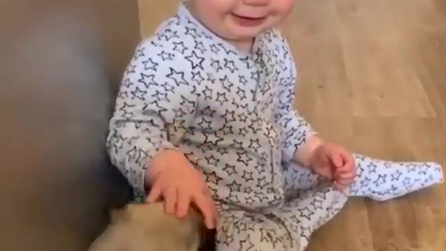 Cute baby playing and laughing with littles dogs