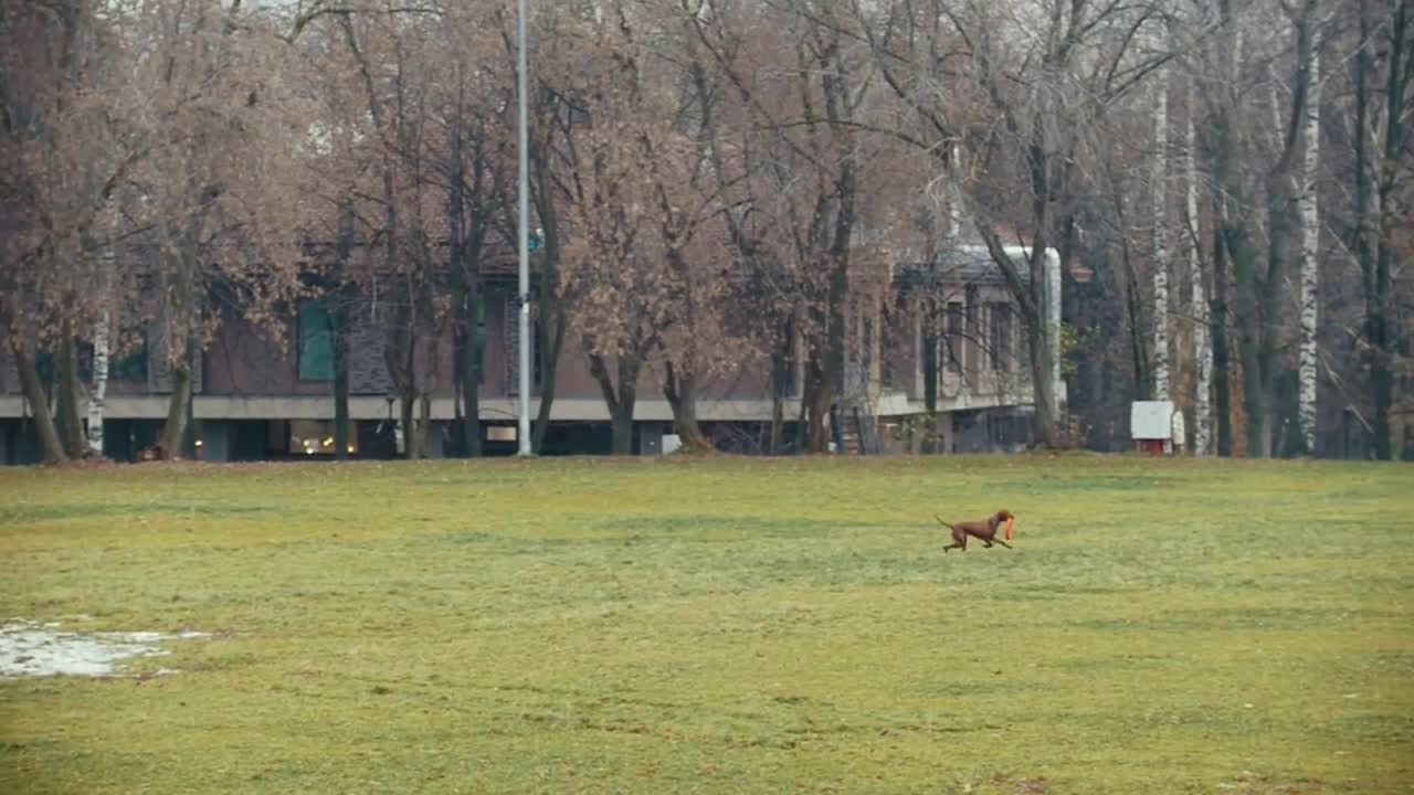 Red active dog runnig in the autumn park and plays with the toy