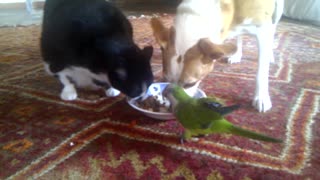 Dog, cat & parrot share lunch from the same plate