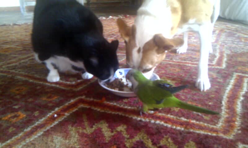 Dog, cat & parrot share lunch from the same plate