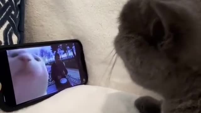 Funny Cat dancing when Watching on Mobile phone | funny cat Shorts videos 2021