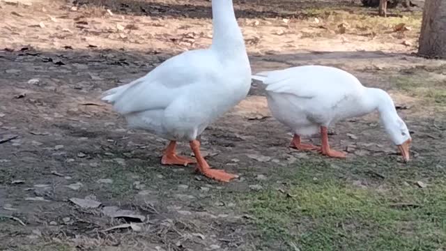 White Goose 🦆 Bird Video By Kingdom of Awais