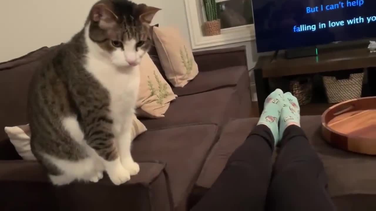 Sweet cat just realised it's owner is pregnant