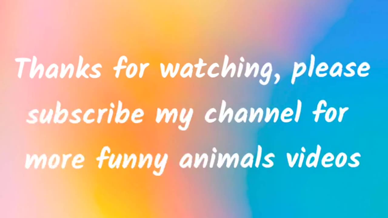 Funny animals video