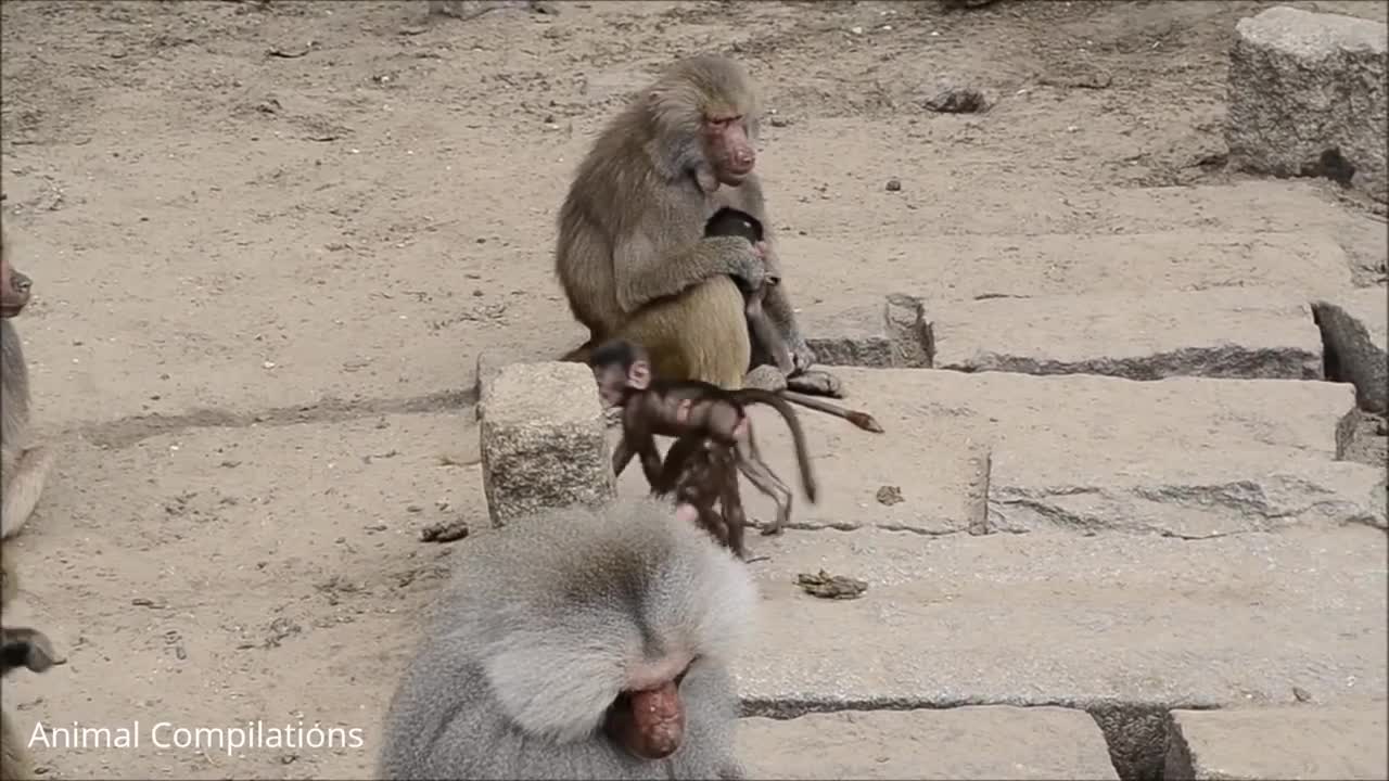 Adorable Baby Baboon Sooking - FUNNIEST Compilation