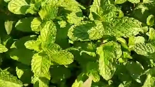 Mint Plant, Pudino, Fudino,ફુદીનો છોડ #Gardening