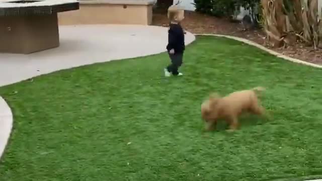 Cute BABY Dog Fun With Sweet BABY