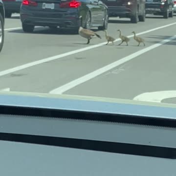 The Mother Goose And The Goslings Gang!