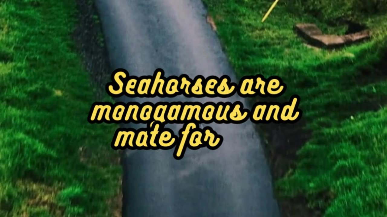 Animal Facts Seahorses #shorts