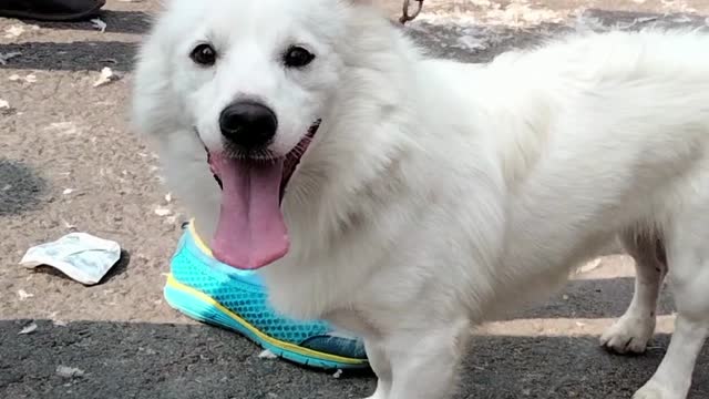 Cute White Little Dog Shorts Video | Small Dog By Kingdom Of Awais