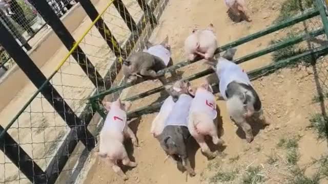 The pig race