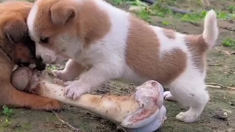 Cute Puppies are playing beautiful video 2025