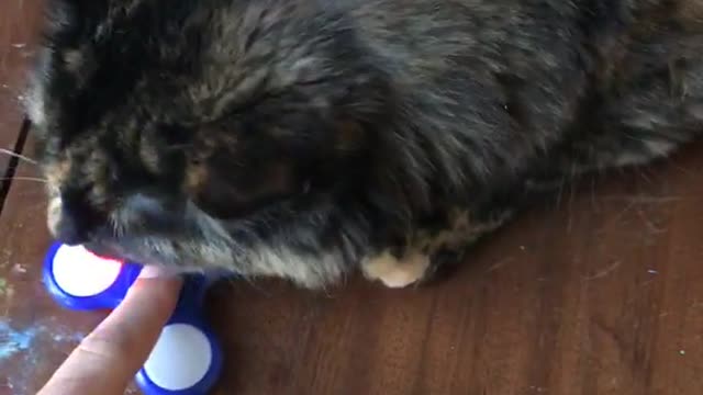 Brown cat plays with blue fidget spinner