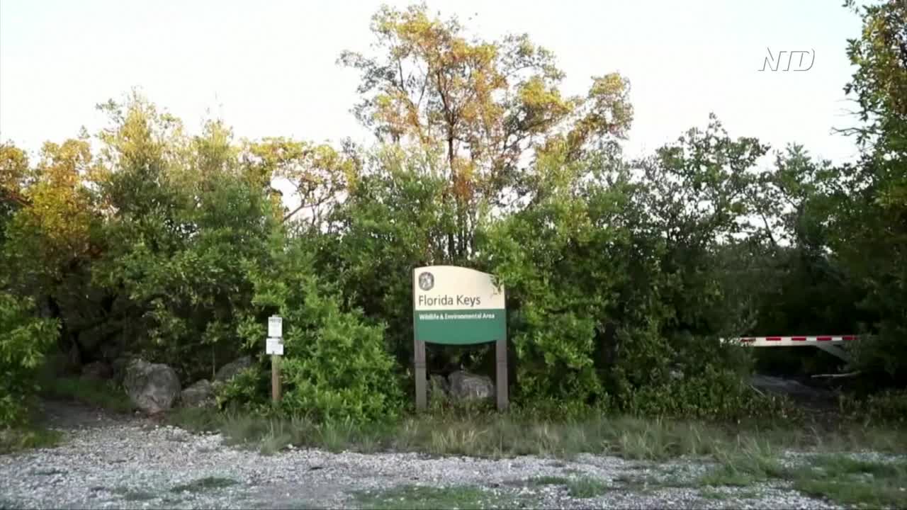 Modified Mosquitoes Take Flight in Florida Keys