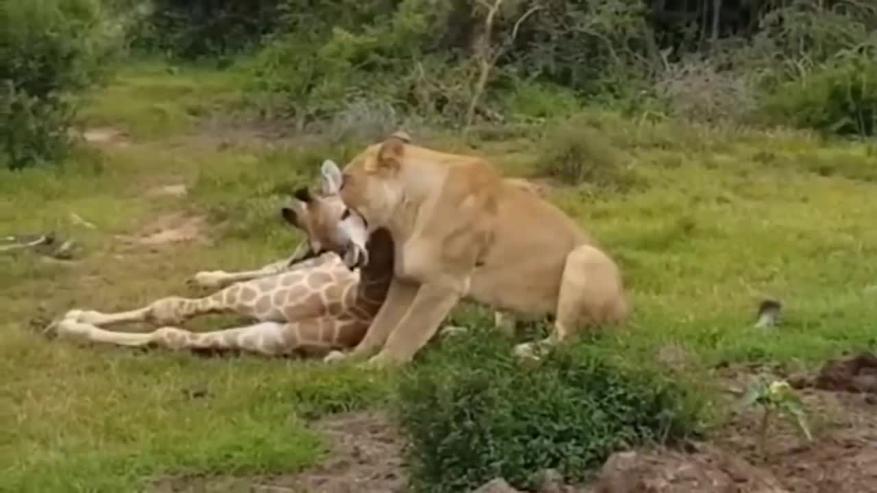 Lion is haunted by the onslaught of Wildebeests -The Giraffe kick a lion