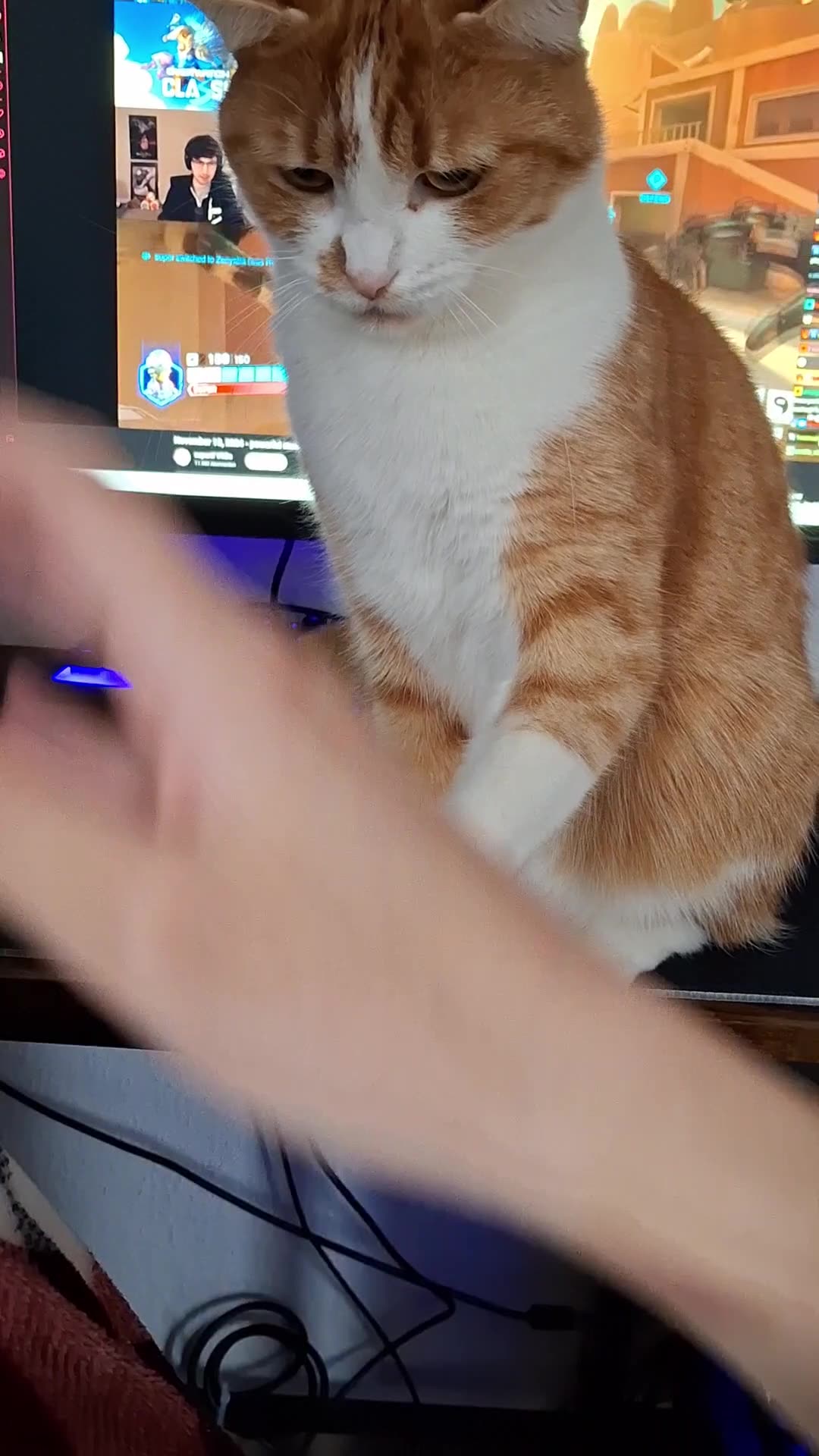 Kitty Rumble Orange Kitty Says No More Pets
