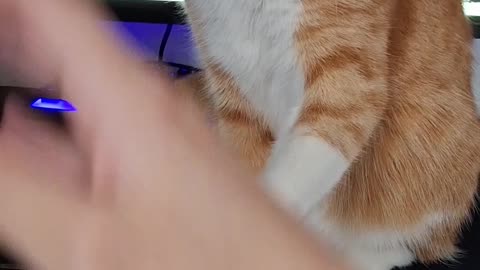 Orange Kitty Says No More Pets