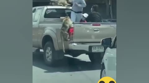 Epic Monkeys vs Human Boxing | THAILAND