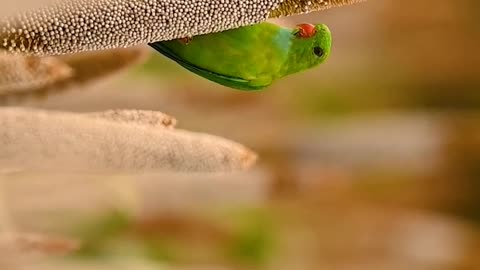 Wildlife & Funs