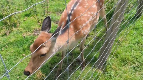 Hand feeding sika deer