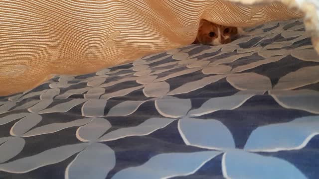 the funny kitten