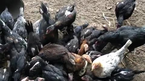 feed the chickens