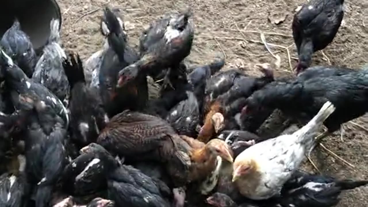 feed the chickens