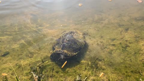 Turtle Pretzel Dash!