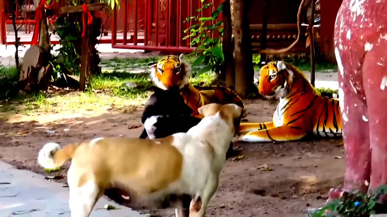 Funny Dog Prank Using Tiger