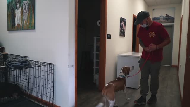 Does your Dog Ignore Commands? (Watch This!)