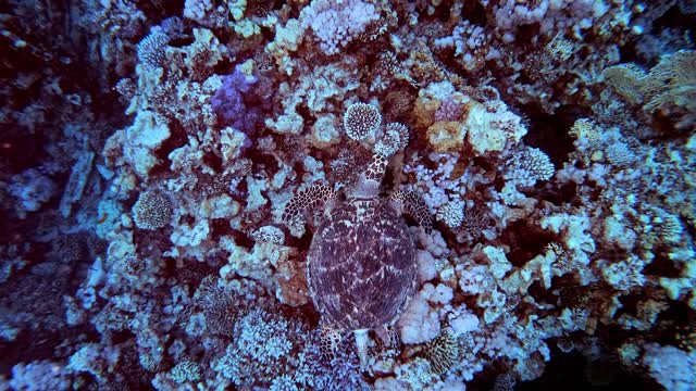 Beautiful Turtle - Undersea Ambient Nature