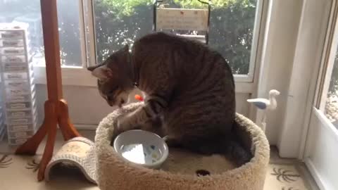 A cat drink water by using his hand