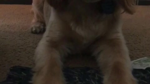 Brown dog gets excited at the word "let's go"